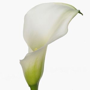 CALLA CRYSTAL BLUSH 45